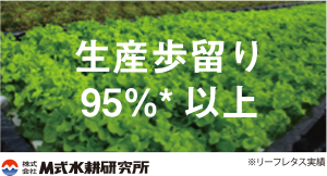 生産歩留まり95%*以上(*リーフレタス実績)(株式会社M式遂行研究所)